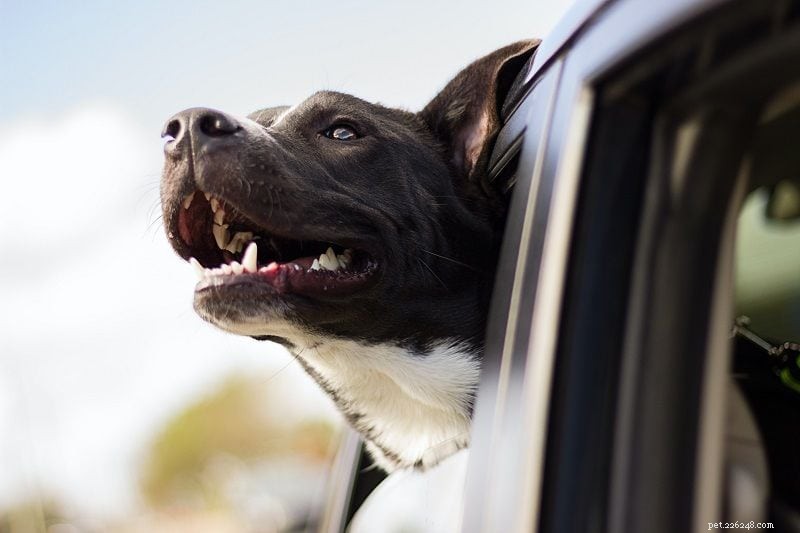 9 Common Causes of Dog Eye Discharge – Quick Solutions & Prevention Tips
