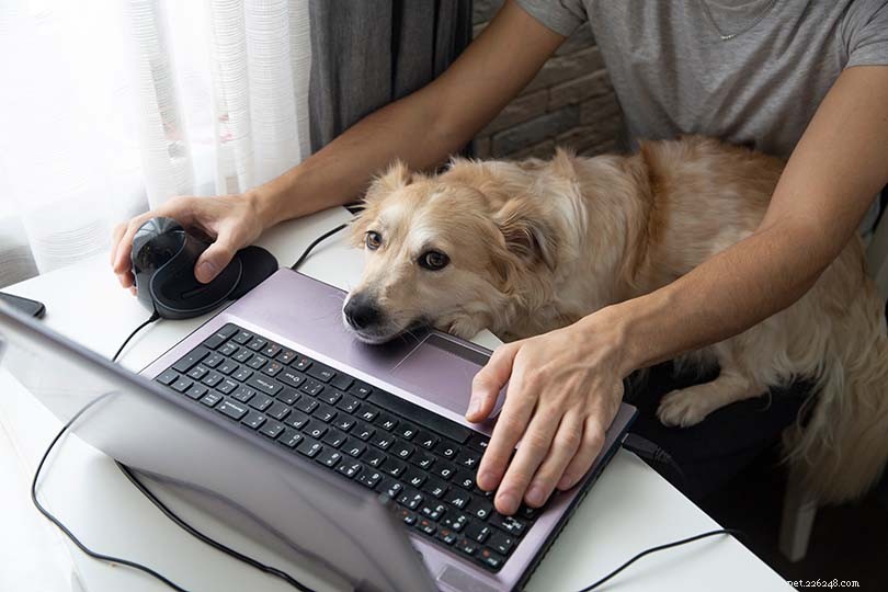 Why Dogs Love to Sit on You: 7 Key Reasons Explained