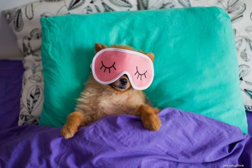 What Causes Dogs to Twitch During Sleep? A Vet’s Insight
