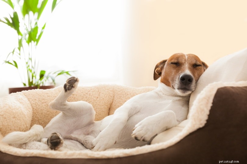 What Causes Dogs to Twitch During Sleep? A Vet’s Insight