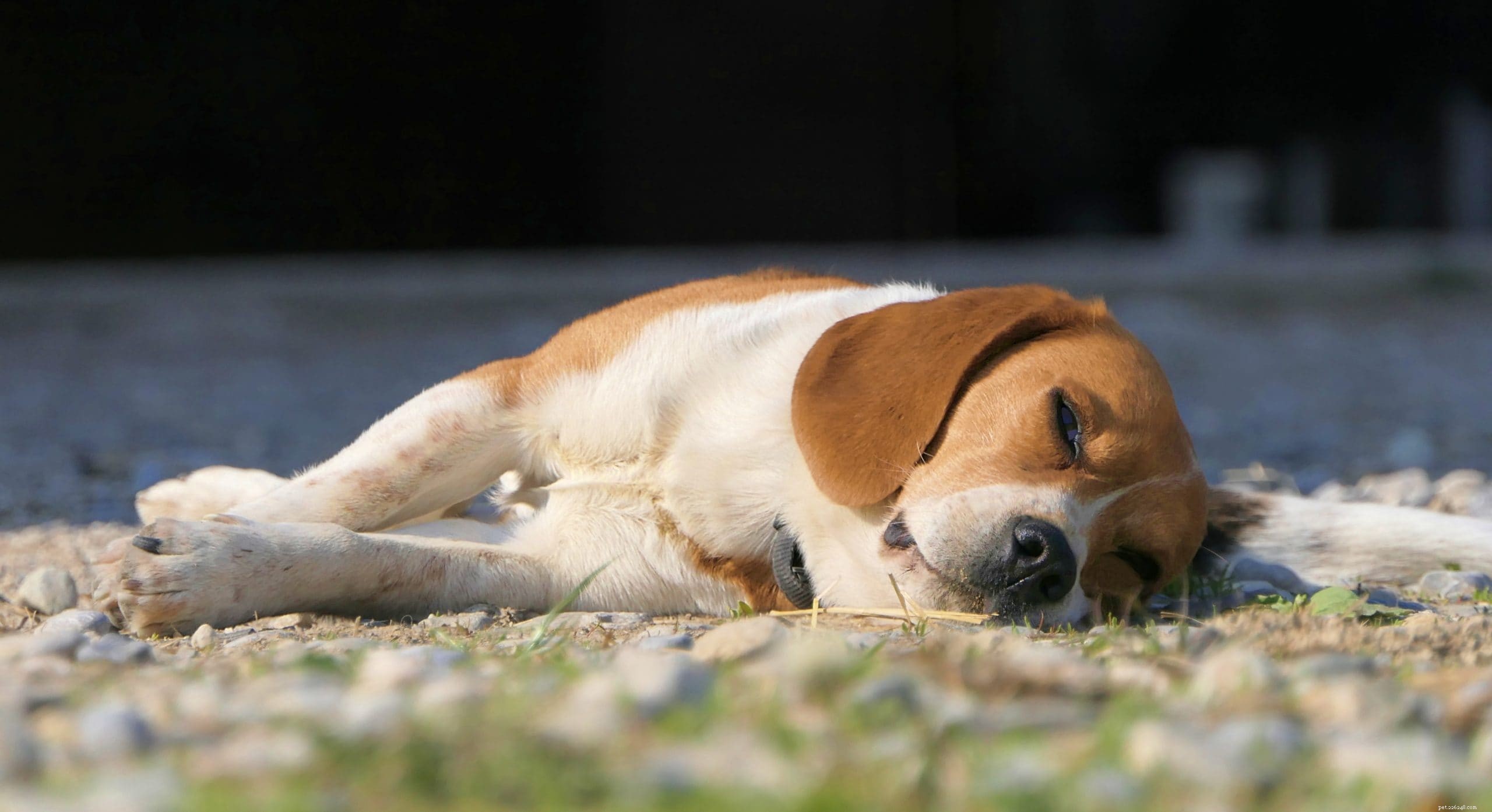 What Causes Dogs to Twitch During Sleep? A Vet’s Insight