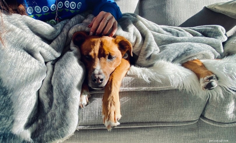 What Causes Dogs to Twitch During Sleep? A Vet’s Insight