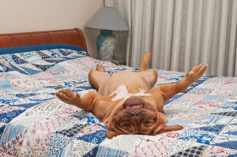 What Causes Dogs to Twitch During Sleep? A Vet’s Insight