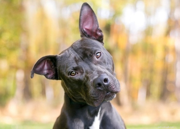 What Drives Dogs to Lick Each Other’s Ears: 6 Key Reasons Explained