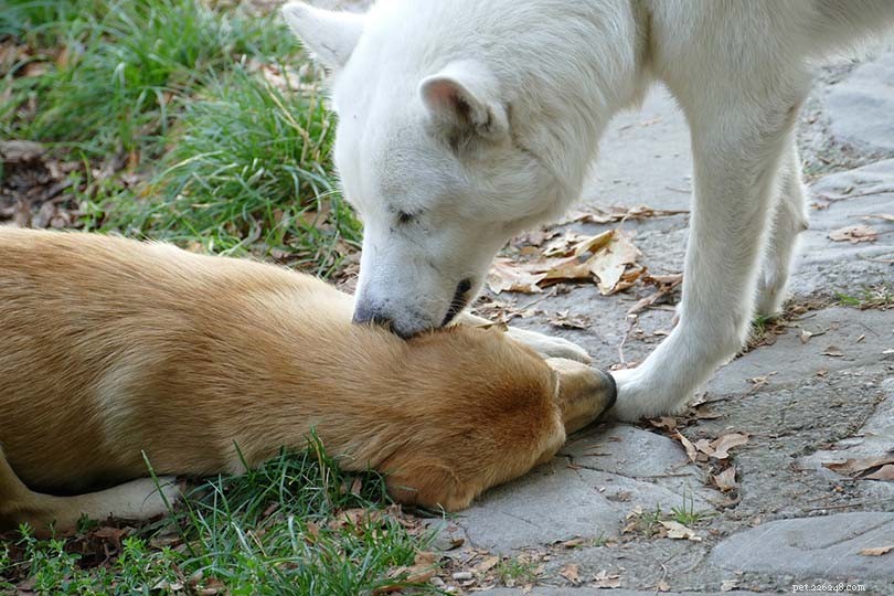 What Drives Dogs to Lick Each Other’s Ears: 6 Key Reasons Explained
