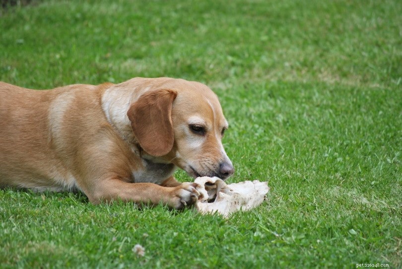 What Drives Dogs to Lick Each Other’s Ears: 6 Key Reasons Explained