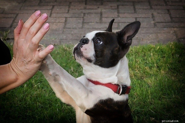 What Drives Dogs to Lick Each Other’s Ears: 6 Key Reasons Explained