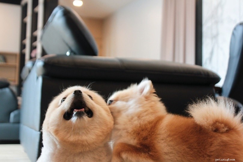 What Drives Dogs to Lick Each Other’s Ears: 6 Key Reasons Explained