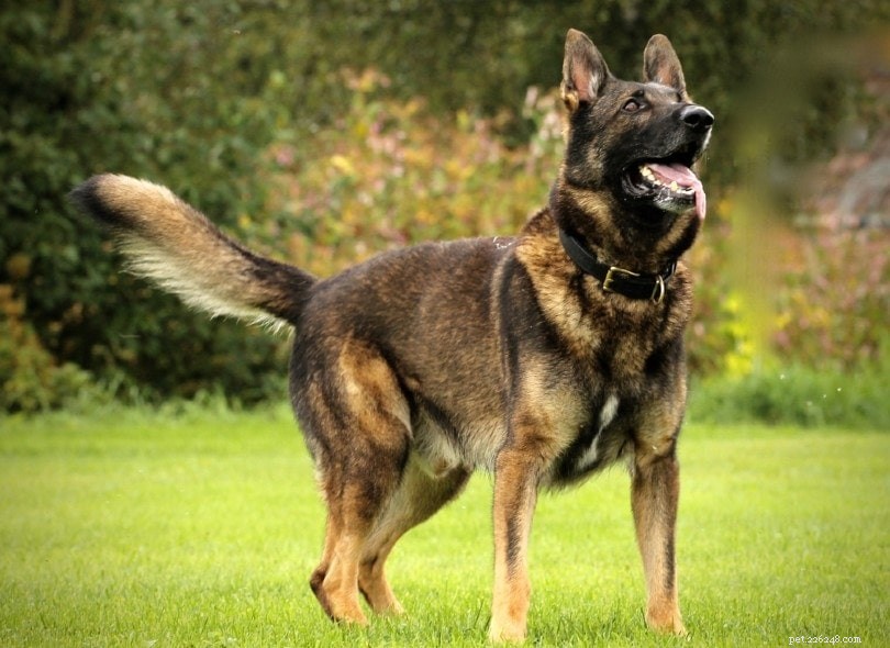 The Essential Role of Dog Tails: Movement, Balance, and Communication Explained