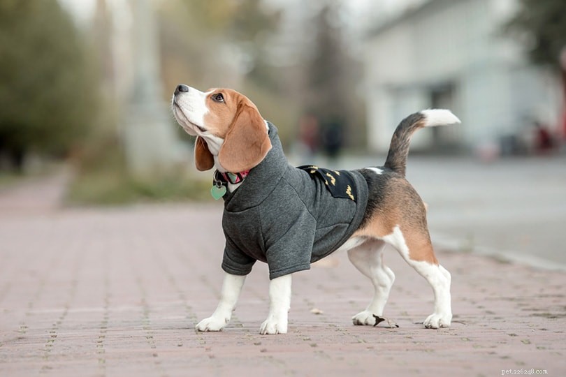 The Essential Role of Dog Tails: Movement, Balance, and Communication Explained