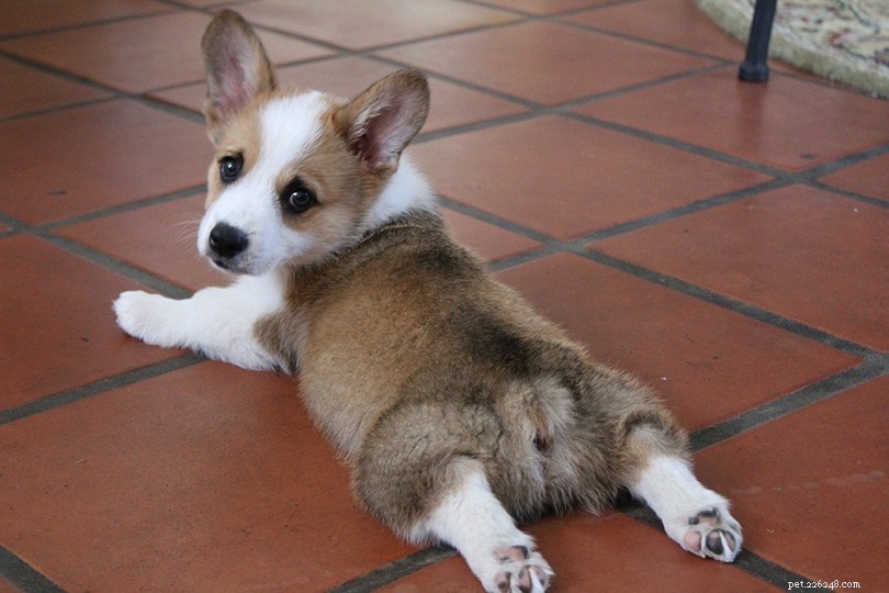 The Essential Role of Dog Tails: Movement, Balance, and Communication Explained