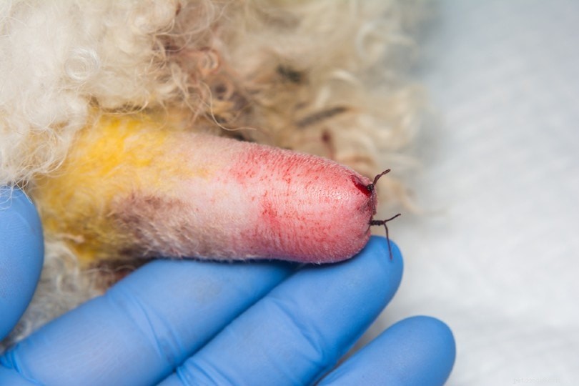 The Essential Role of Dog Tails: Movement, Balance, and Communication Explained