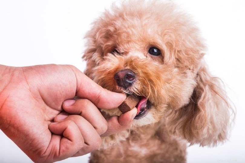 Why Dogs Nibble on Blankets: 6 Key Reasons Explained