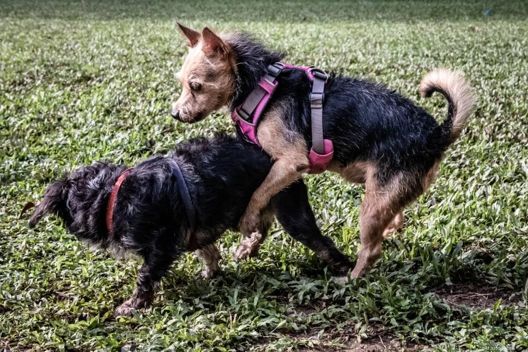 Understanding Female Dog Humping: Causes and What It Means