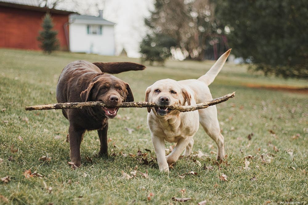 Understanding Female Dog Humping: Causes and What It Means