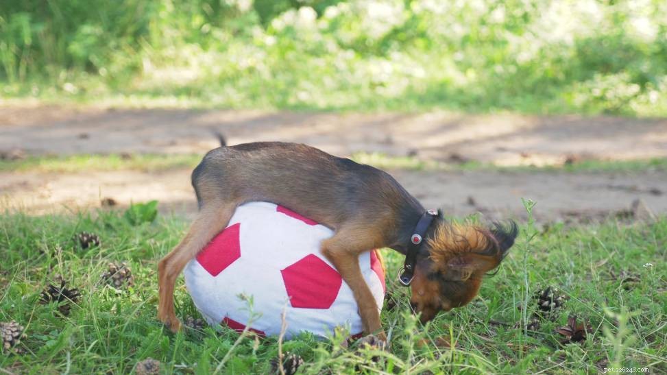Understanding Female Dog Humping: Causes and What It Means