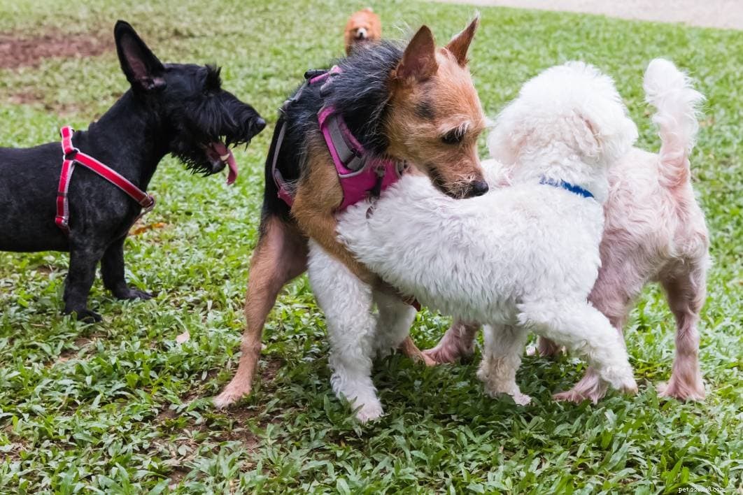 Understanding Female Dog Humping: Causes and What It Means