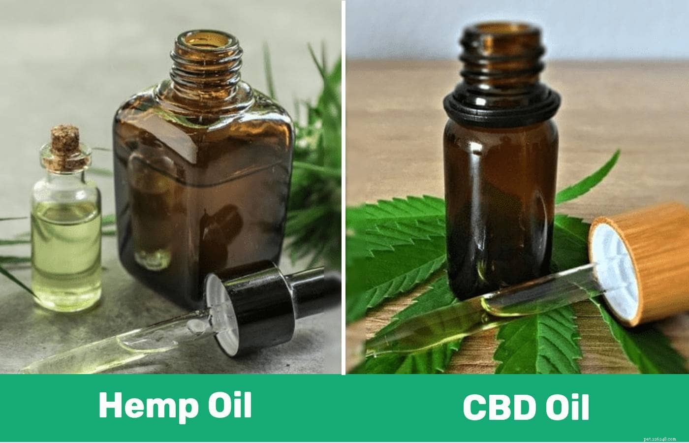 Hemp Oil vs. CBD Oil for Dogs: Key Differences & Benefits