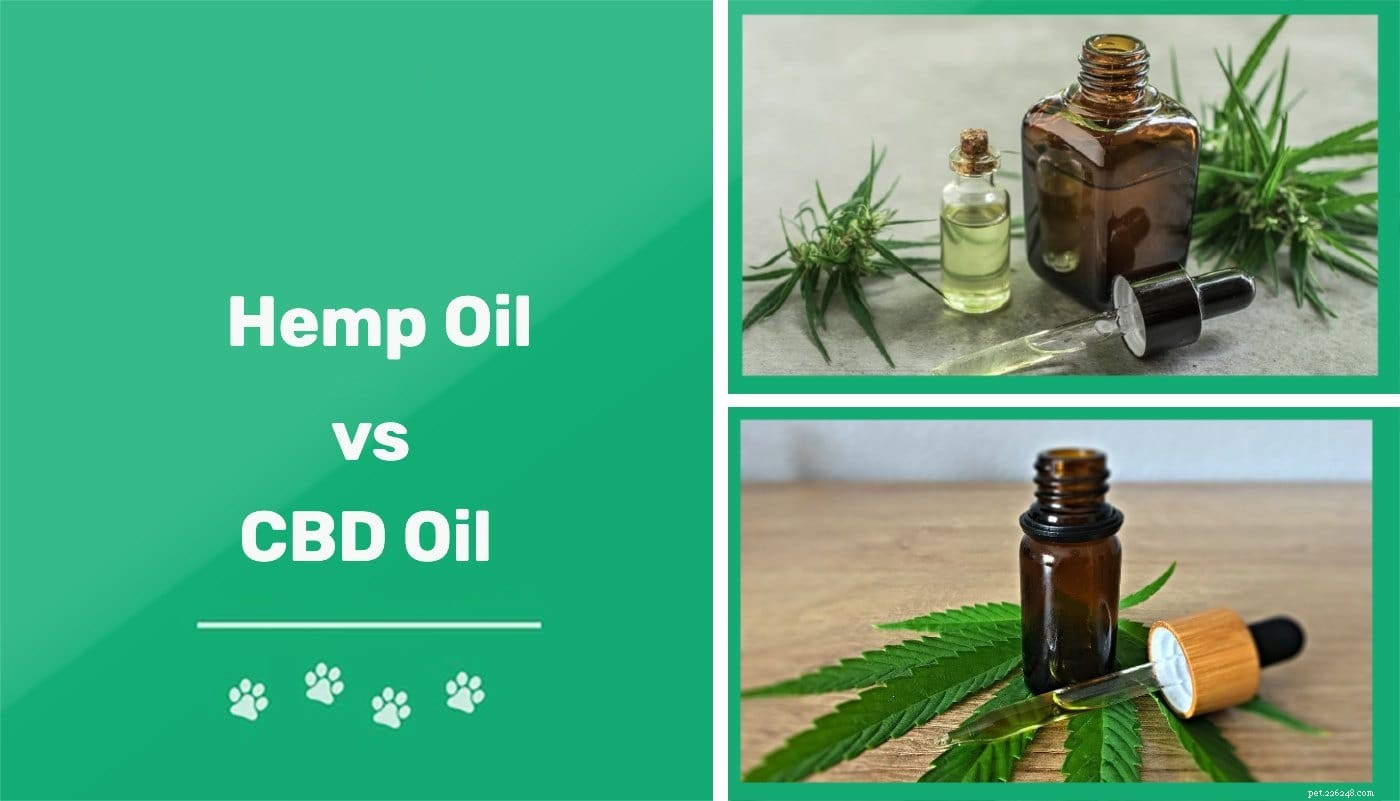 Hemp Oil vs. CBD Oil for Dogs: Key Differences & Benefits