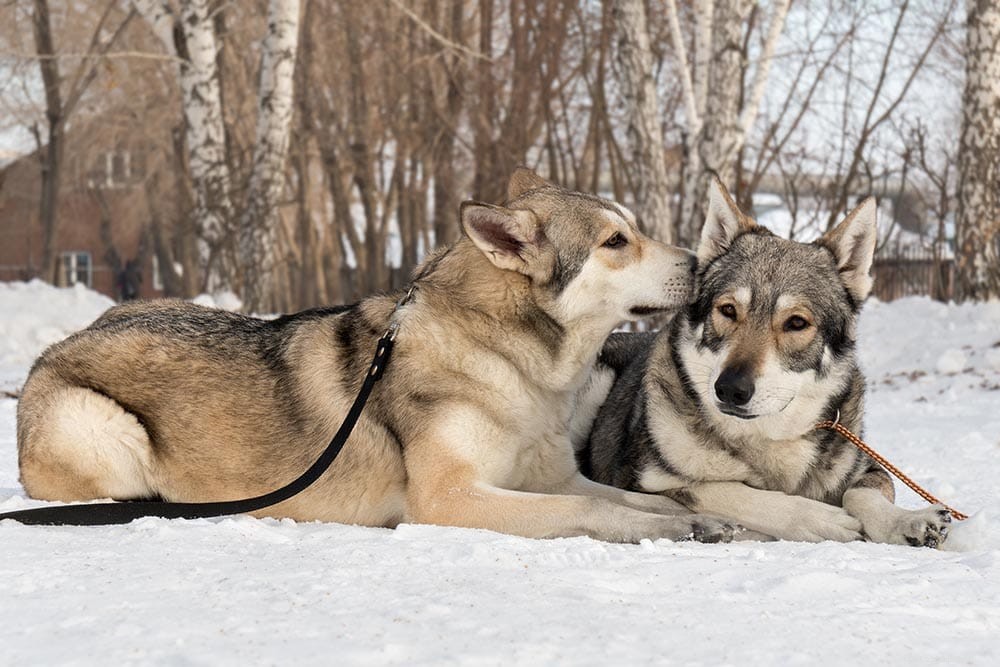 Selective Breeding in Dogs: Definitions, Ethics, and Modern Practices
