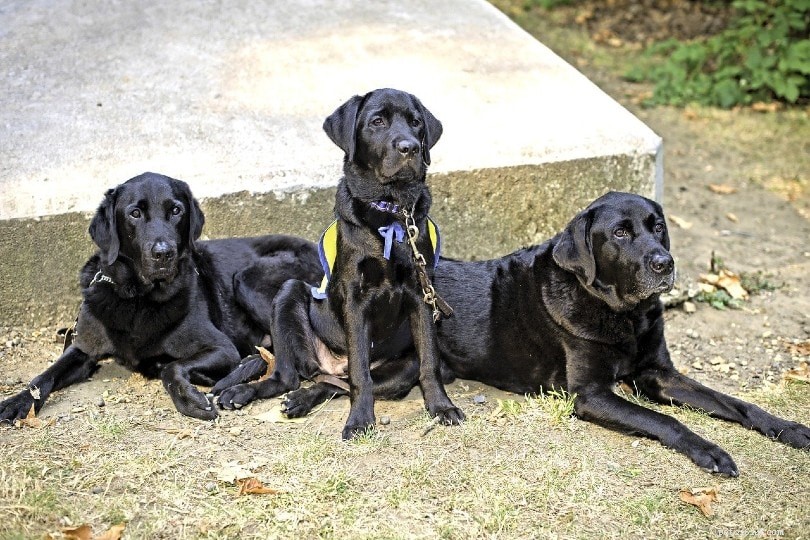 Selective Breeding in Dogs: Definitions, Ethics, and Modern Practices