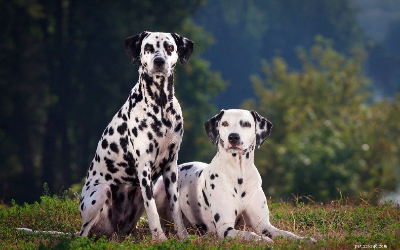 Selective Breeding in Dogs: Definitions, Ethics, and Modern Practices