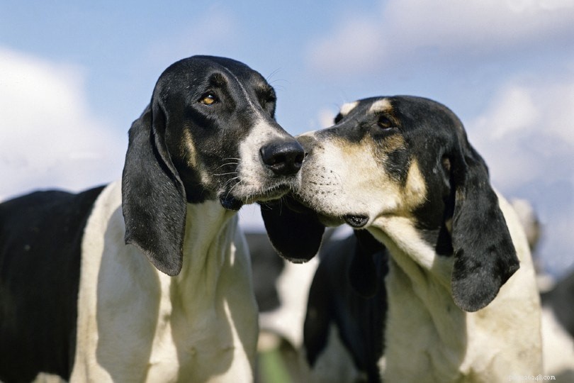 Selective Breeding in Dogs: Definitions, Ethics, and Modern Practices