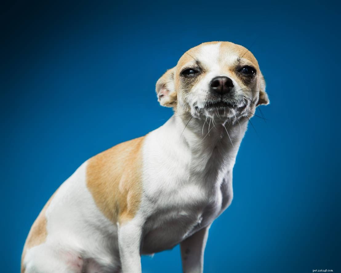 Small Dogs: Unpacking the Science Behind Their Aggression