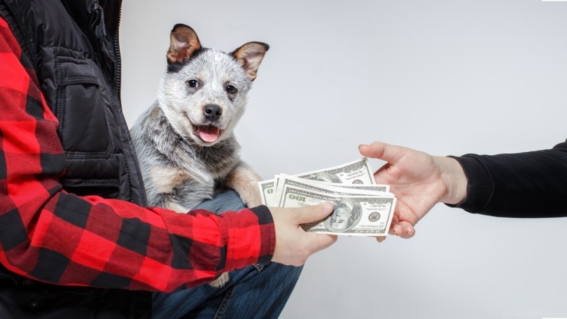 Selective Breeding in Dogs: Definitions, Ethics, and Modern Practices