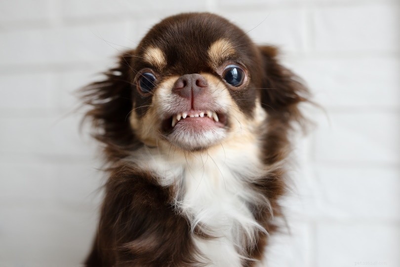Small Dogs: Unpacking the Science Behind Their Aggression