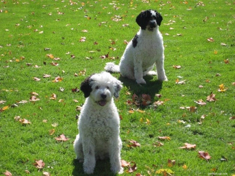 Male vs. Female Portuguese Water Dogs: Key Differences Explained