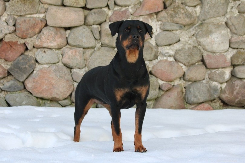 Rottweilers: Trusted Companions, Not Aggressive Myths