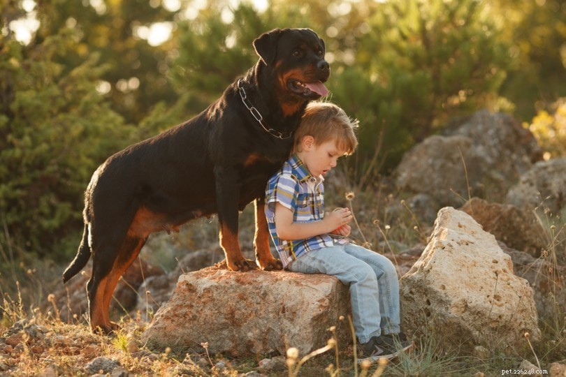 Rottweilers: Trusted Companions, Not Aggressive Myths