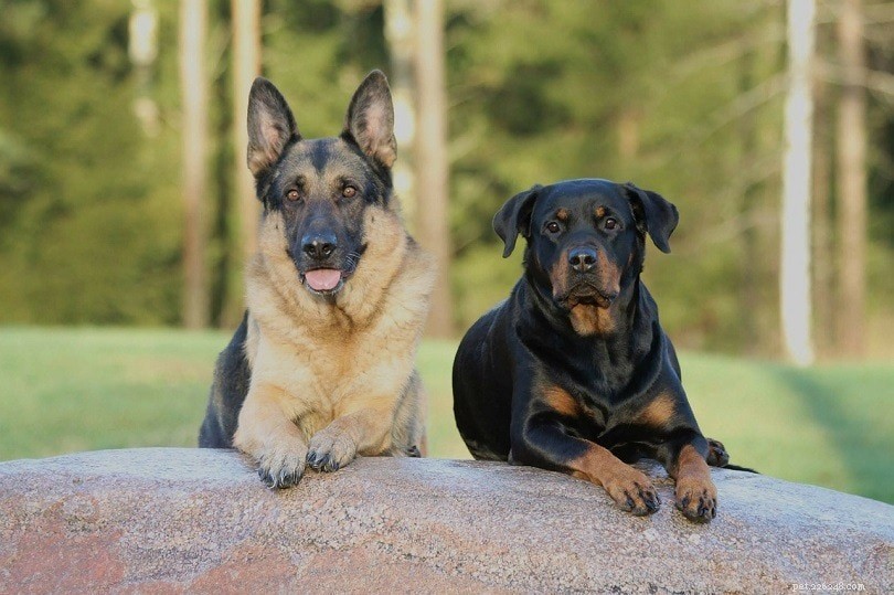 How Rottweilers Interact with Other Dogs: A Comprehensive Guide