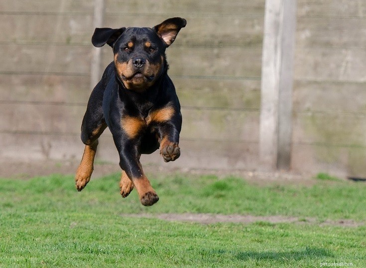 Rottweilers as Guard Dogs: Protective Traits and Responsible Ownership