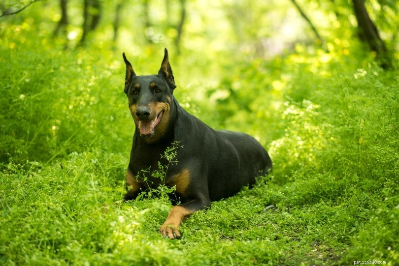 Rottweilers as Guard Dogs: Protective Traits and Responsible Ownership