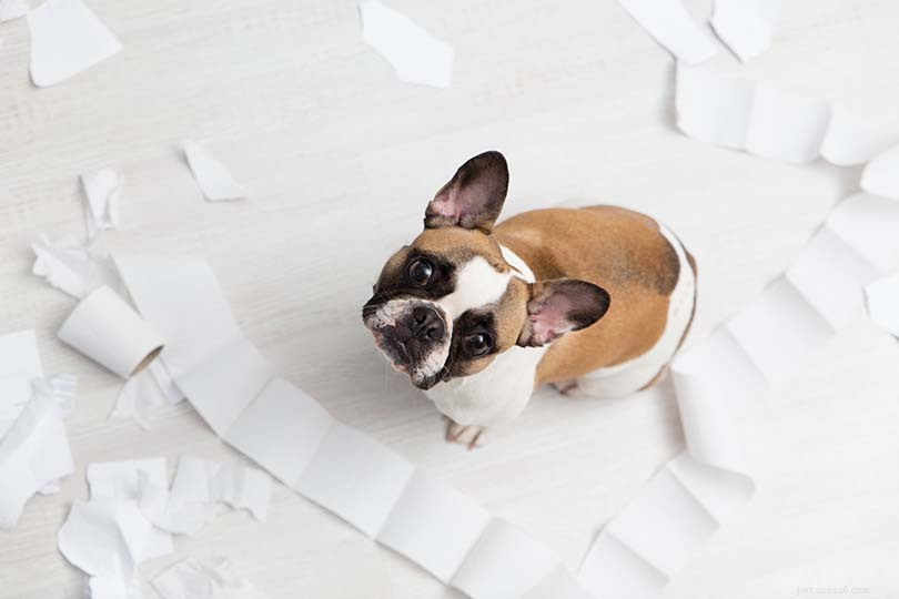 10 Insightful Reasons Your Dog Follows You into the Bathroom