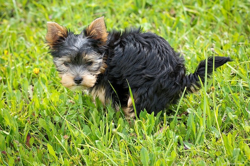 Why Do Dogs Kick After Defecating? Understanding Their Behavior