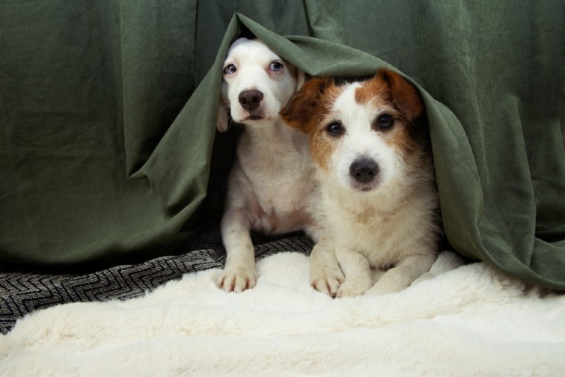5 Proven Causes of Dog Escape and Practical Ways to Keep Them Safe