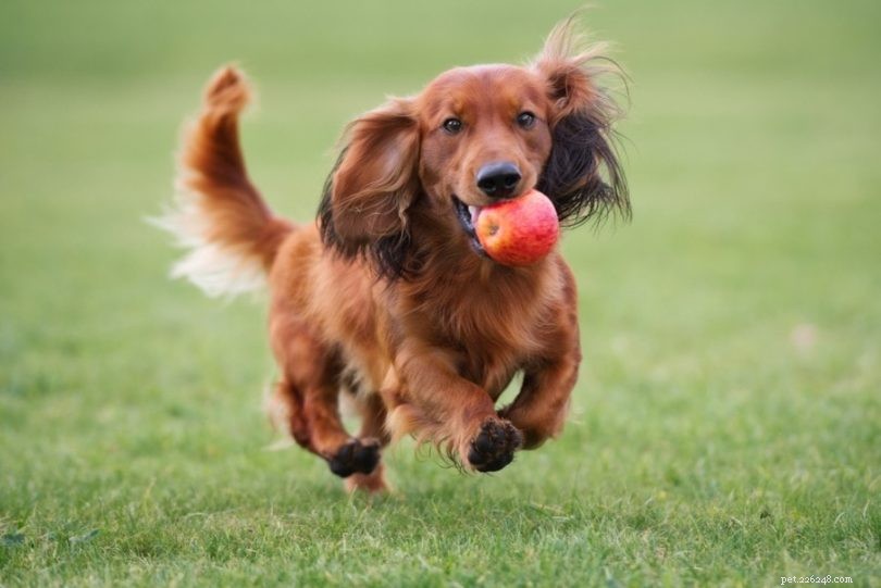 5 Proven Causes of Dog Escape and Practical Ways to Keep Them Safe