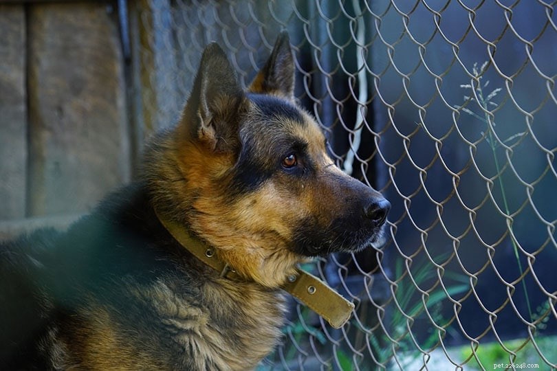 5 Proven Causes of Dog Escape and Practical Ways to Keep Them Safe