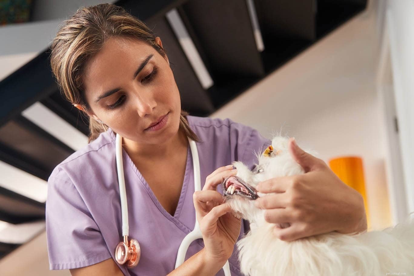 8 Reasons Why Dogs Sneezes During Play – What It Means and When to Worry