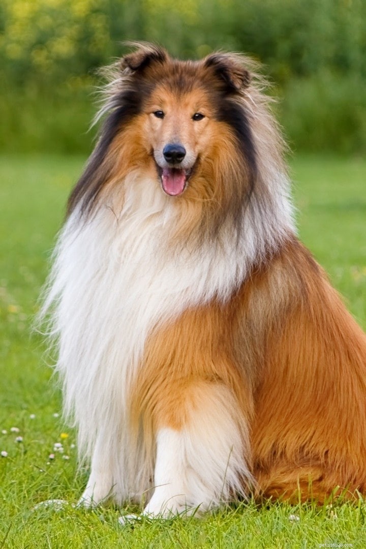 Male vs. Female Shetland Sheepdogs: Key Differences Explained