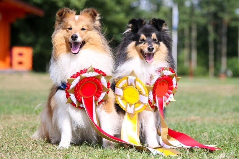 Male vs. Female Shetland Sheepdogs: Key Differences Explained
