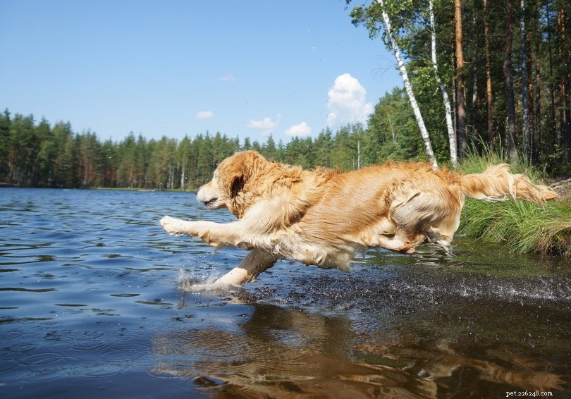 Golden Retrievers: Trusted Hunting Dogs & Family Favourites