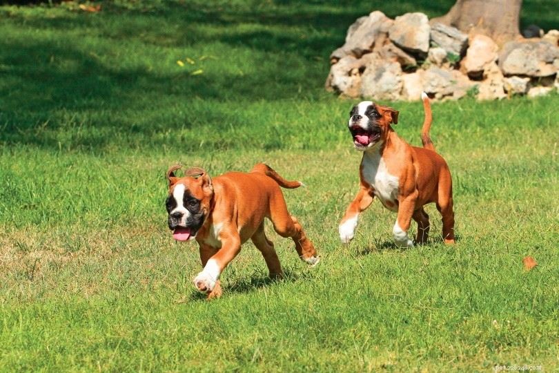 Boxer Dog: Male vs. Female – Key Differences Explained