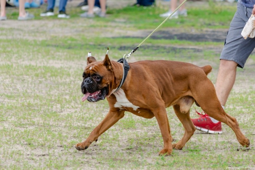 Boxer Dog: Male vs. Female – Key Differences Explained