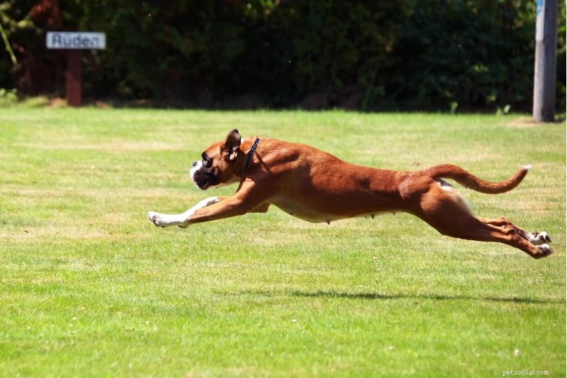 Boxer Dog: Male vs. Female – Key Differences Explained