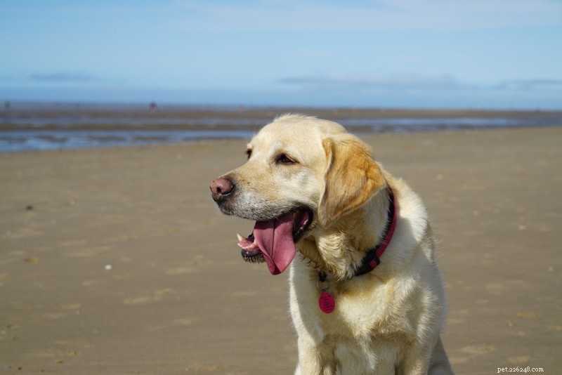 Golden Retrievers as Family Pets: Why They’re Ideal for Your Household