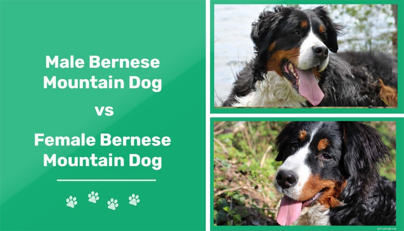 Bernese Mountain Dog Differences: Male vs Female – Traits, Temperament & Care